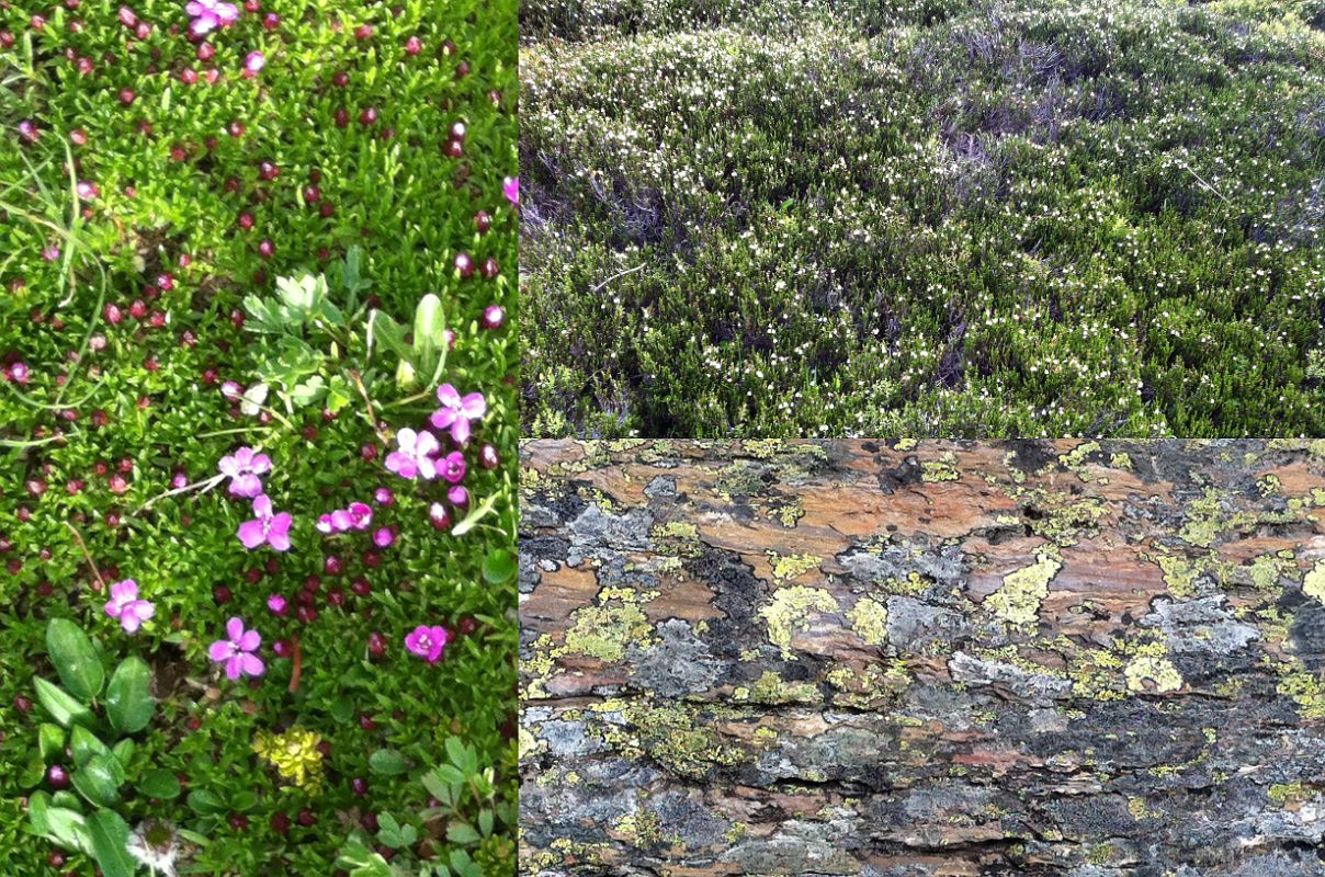 23 Wild Flowers and Bushes, Algae Covered Rock At Lake Victoria On Lake Oesa Trail At Lake O-Hara Morning